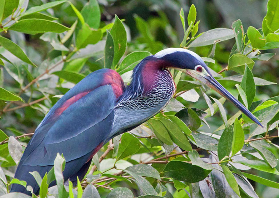 Discovering-the-ecological-wonders-of-tortuguero-national-park