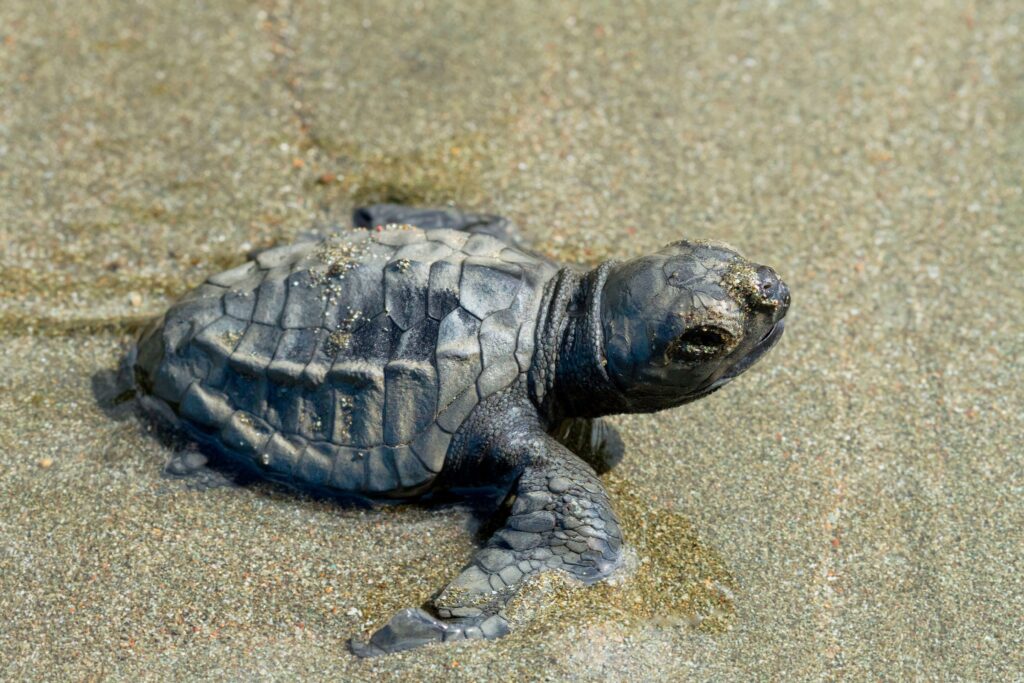 Discover-the-magic-of-turtle-nesting-at-lirio-lodge-on-the-caribbean-coast